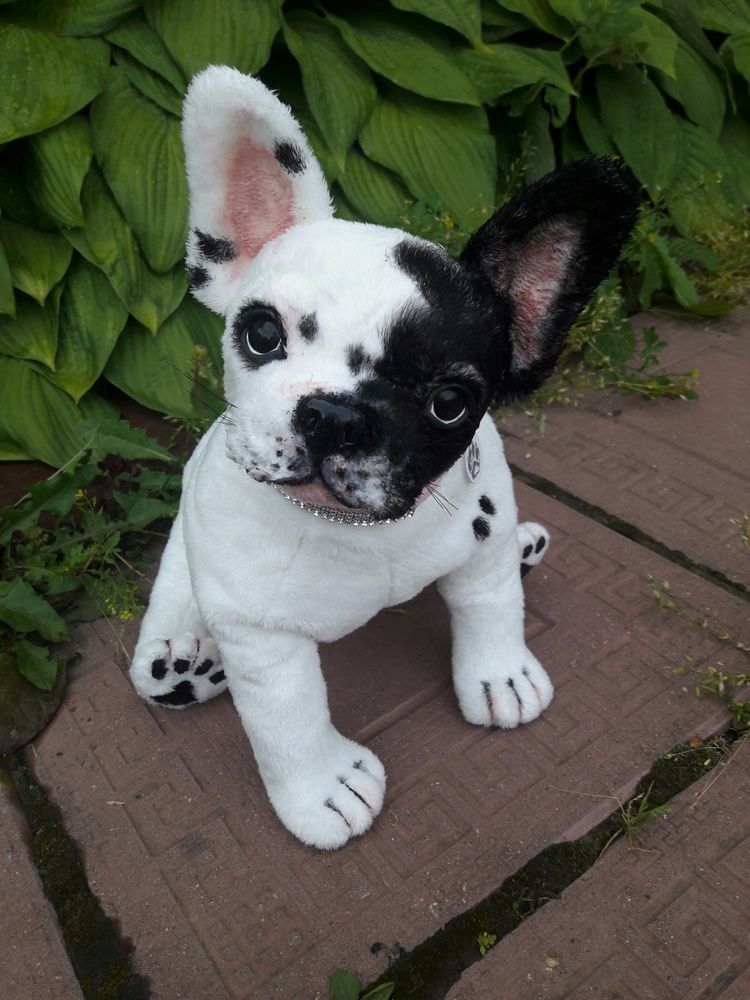 A French Bulldog puppy sitting on the pavement in the garden
