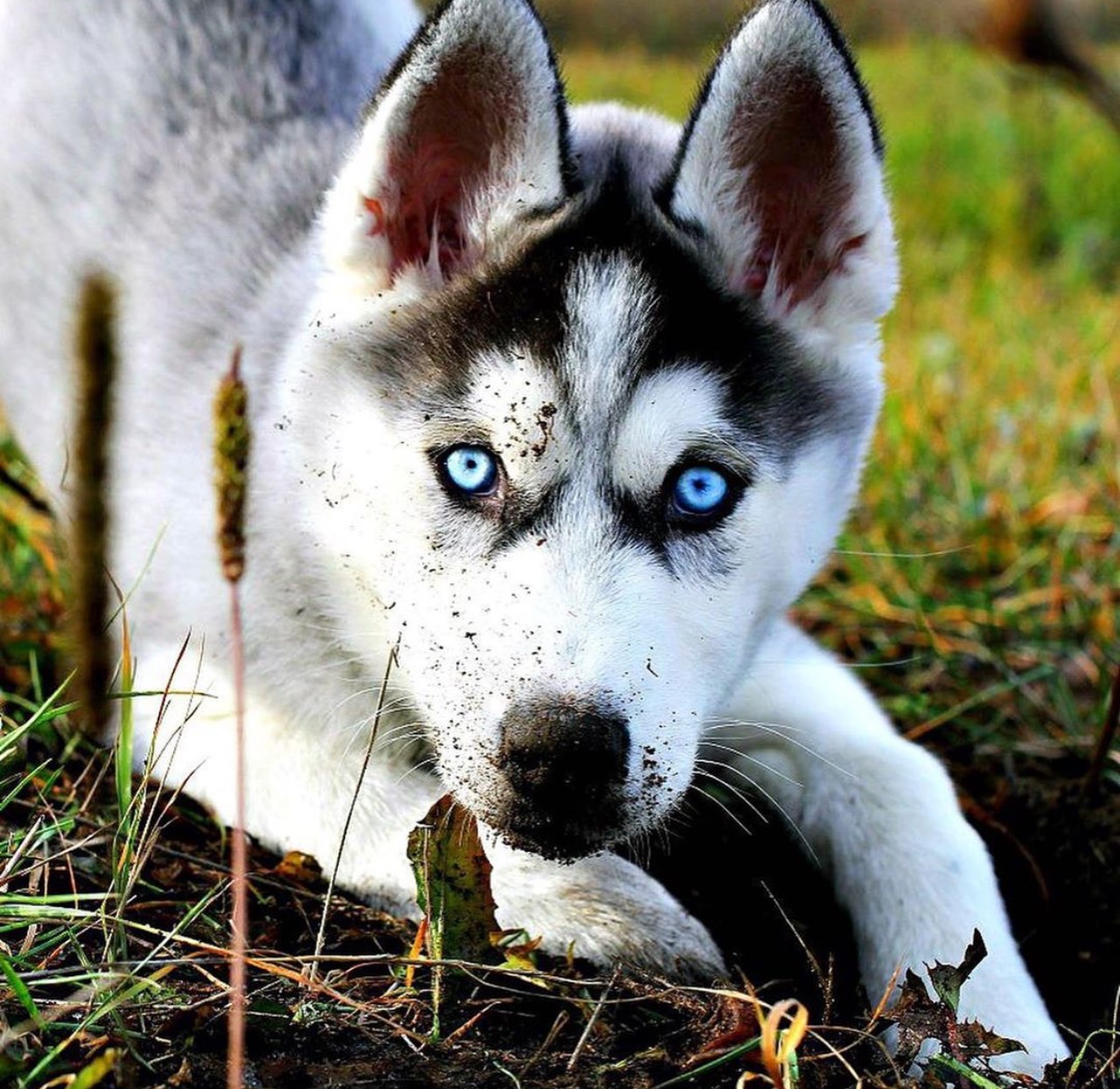 a Husky puppy lying in the grass