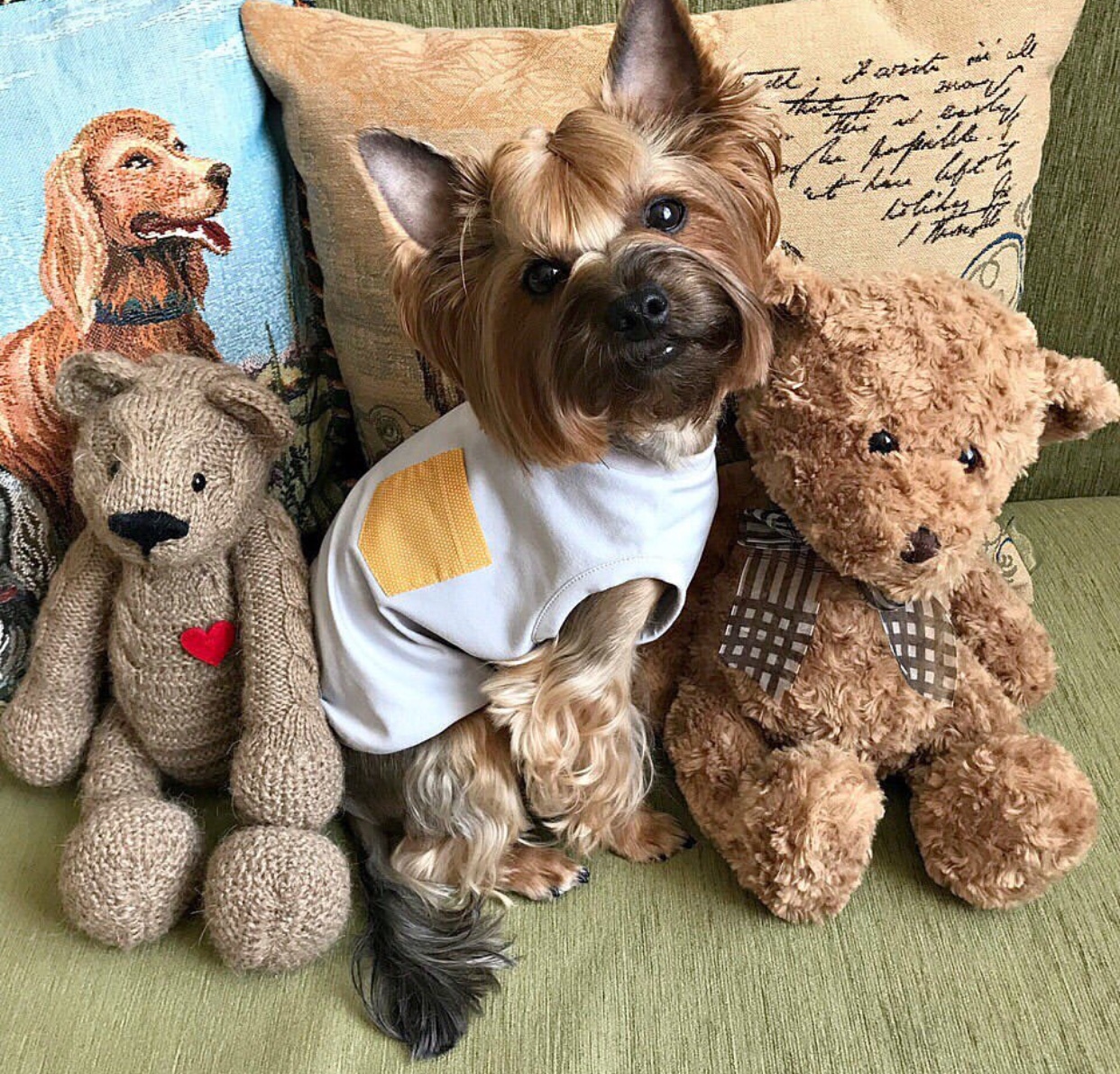 A Yorkshire Terrier wearing a shirt while sitting on the couch with its teddy bears