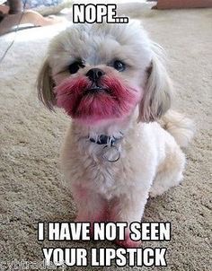 Shih Tzu sitting on the floor with smudged pink lipstick on its mouth and hand photo with a text 