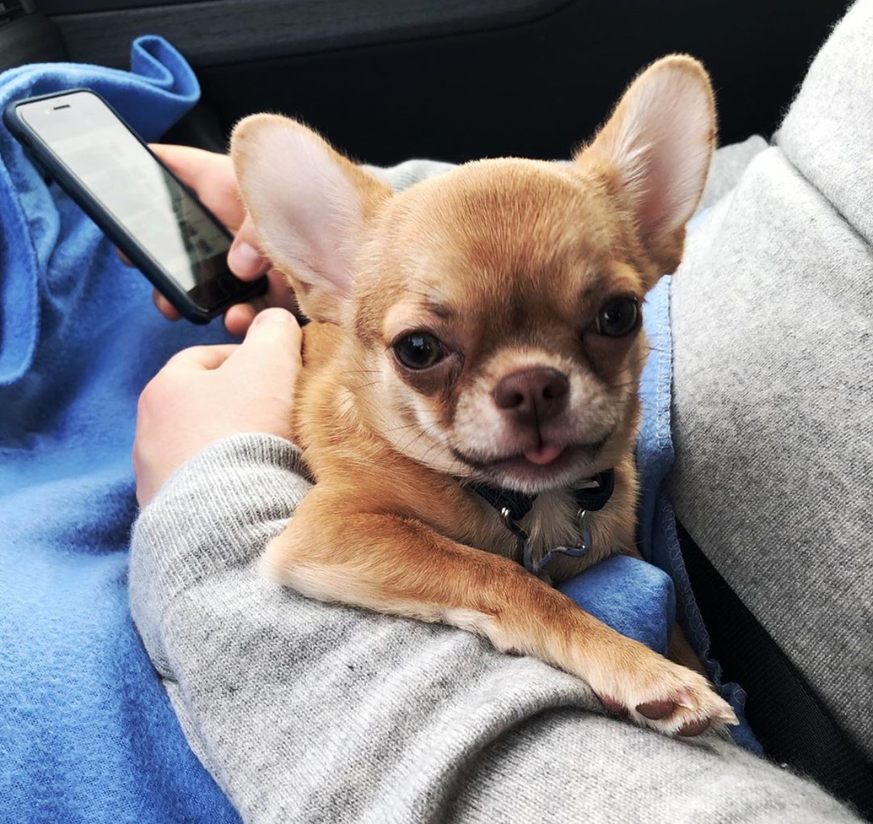 Chihuahua inside the car resting on its owner's lap