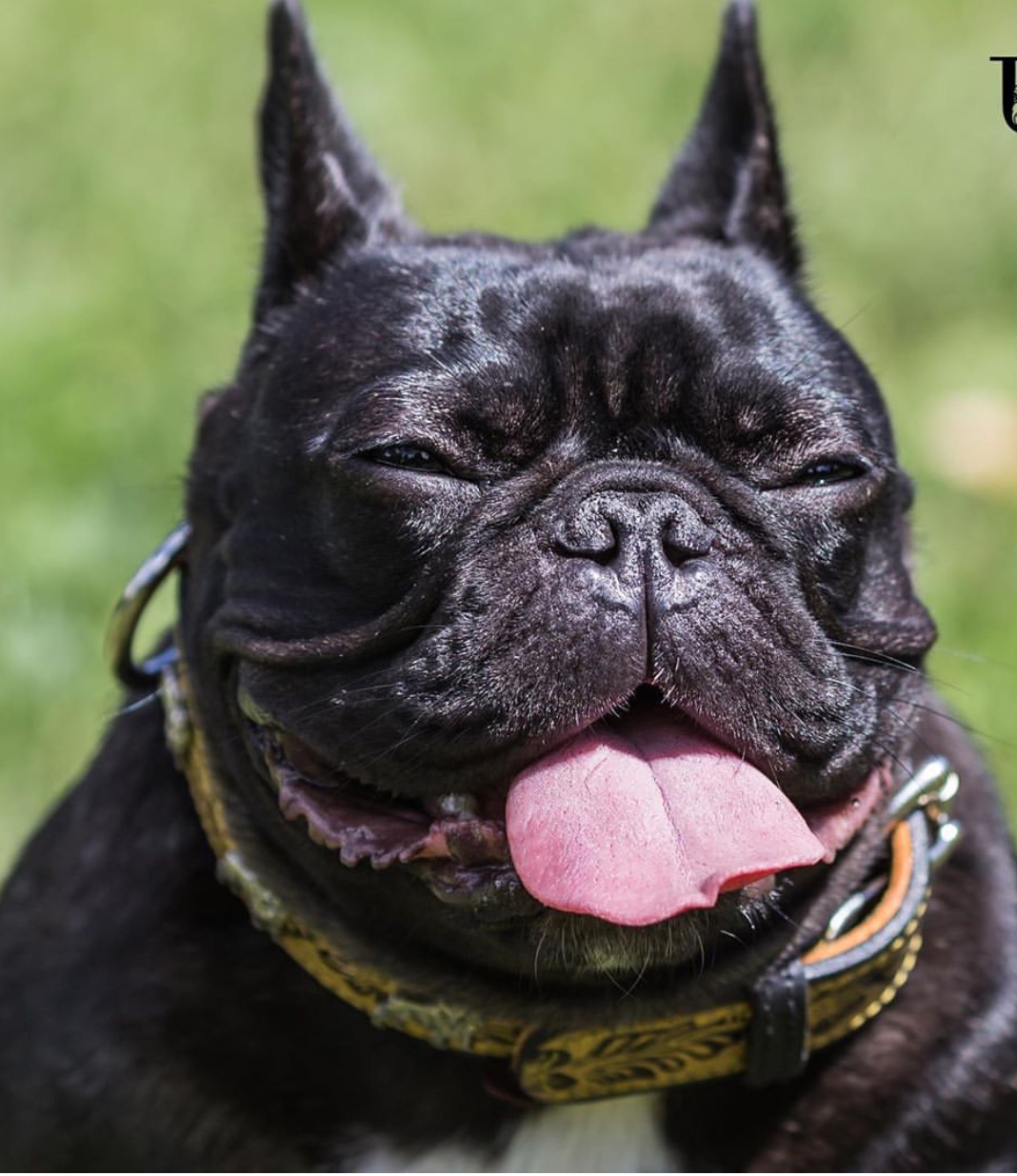 A French Bulldog sitting on the grass with its tongue out and under the sun