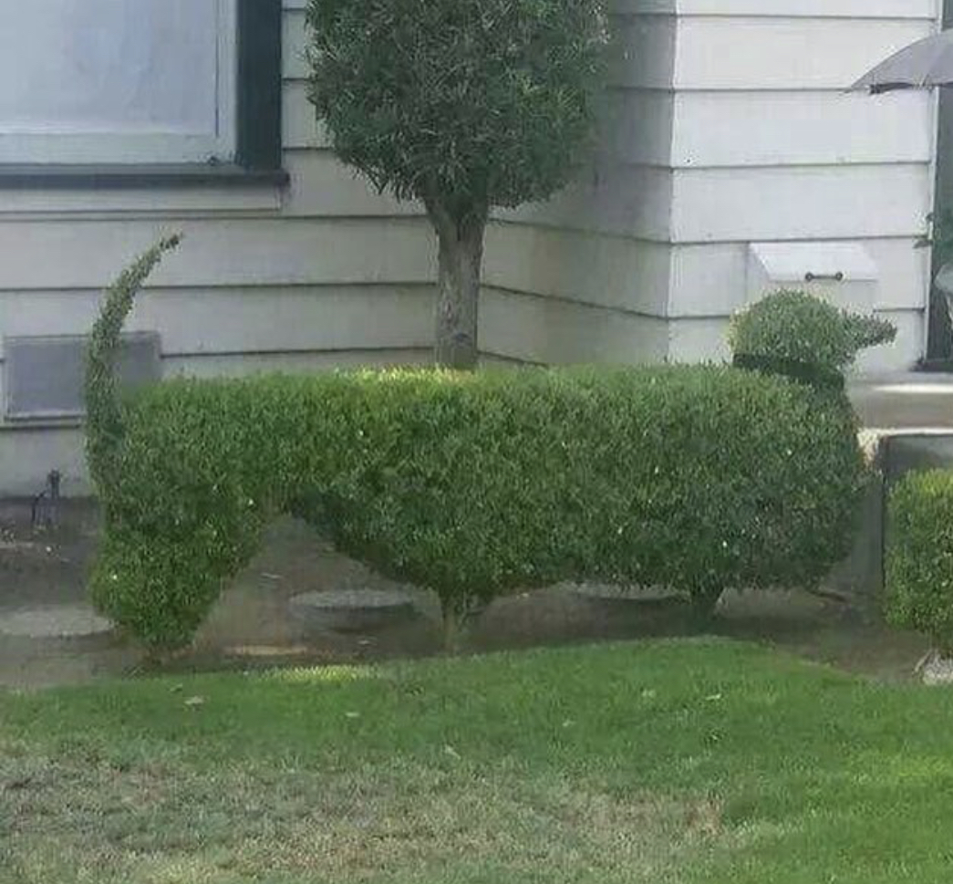 Dachshund shaped leaves bush in the front yard