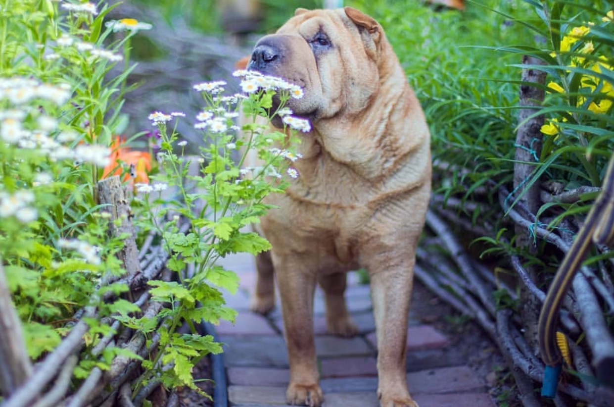 A Shar-Pei walking in the pathway in the garden
