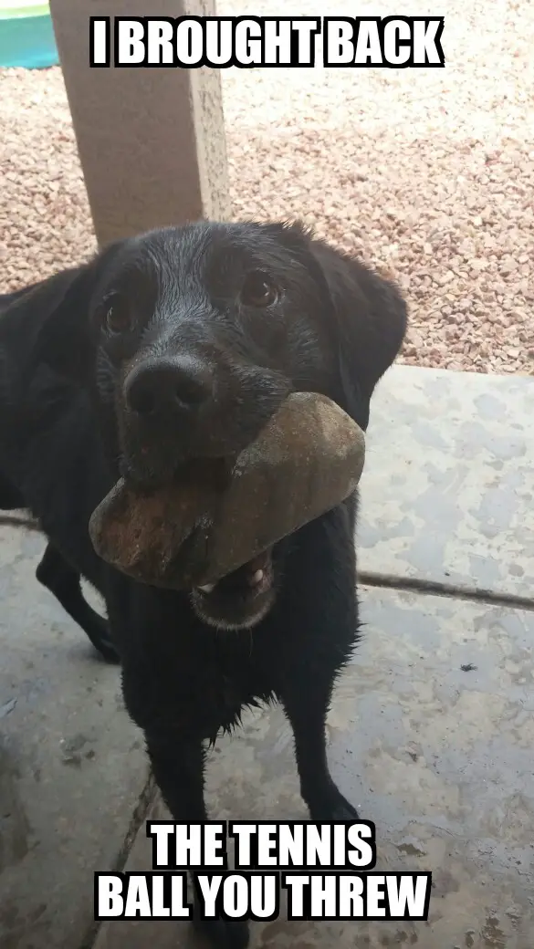 A black Labrador with a rock in its mouth photo and with text - I brought back the tennis ball your threw 