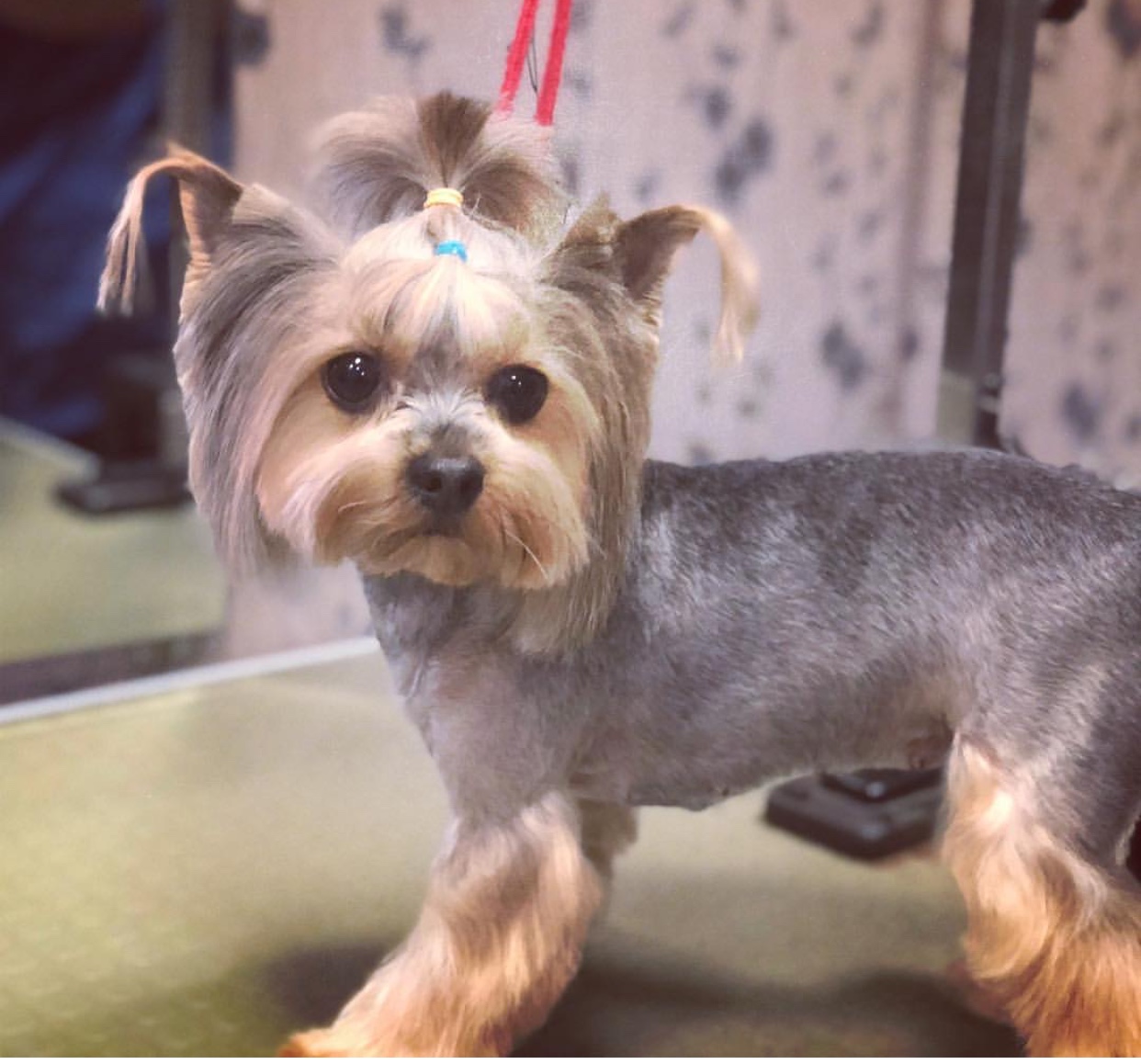 A Yorkshire Terrier in summer haircut while standing on top of the grooming table