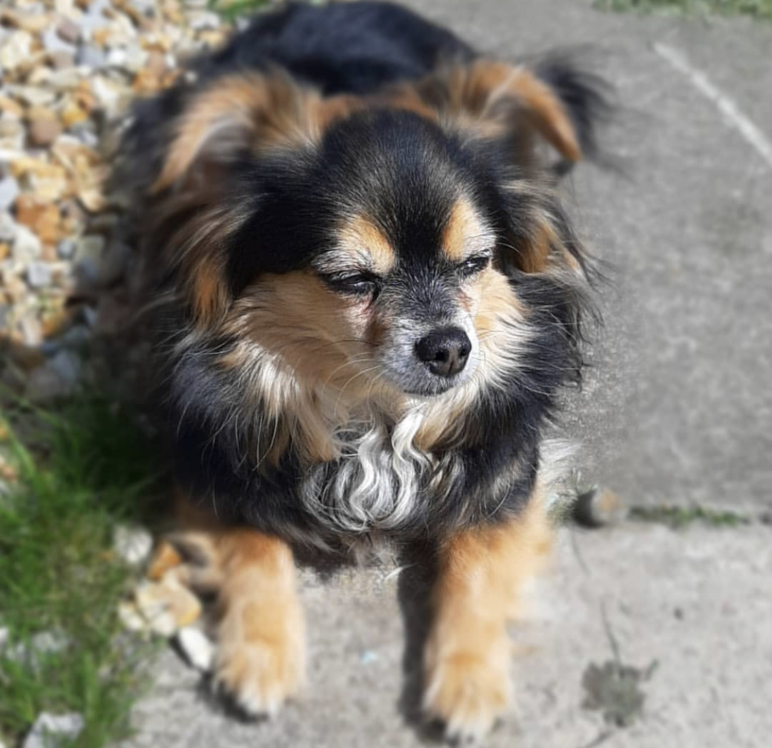 A Yorkhuahua lying on the pavement in the street