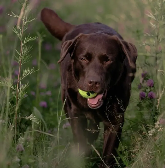 A chocolate brown labrador walking in the forest with tennis ball in its mouth