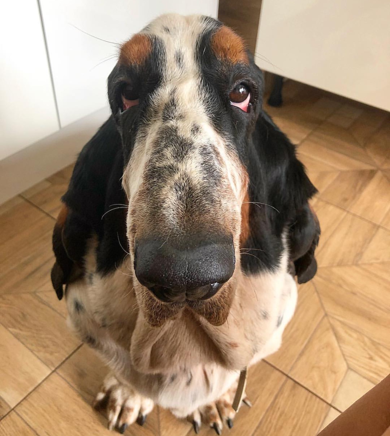A Basset Hound sitting on the floor with its begging