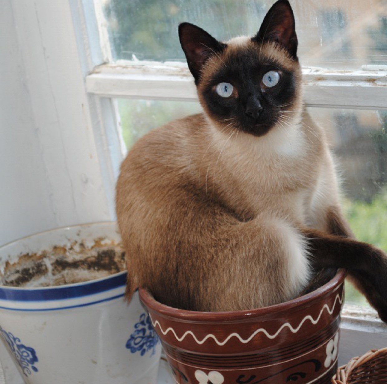 Siamese Cat sitting on a pot by the window