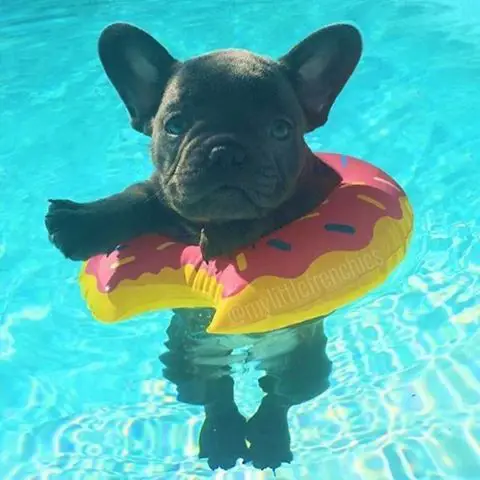 A French Bulldog wearing a donut floatie while floating in the pool