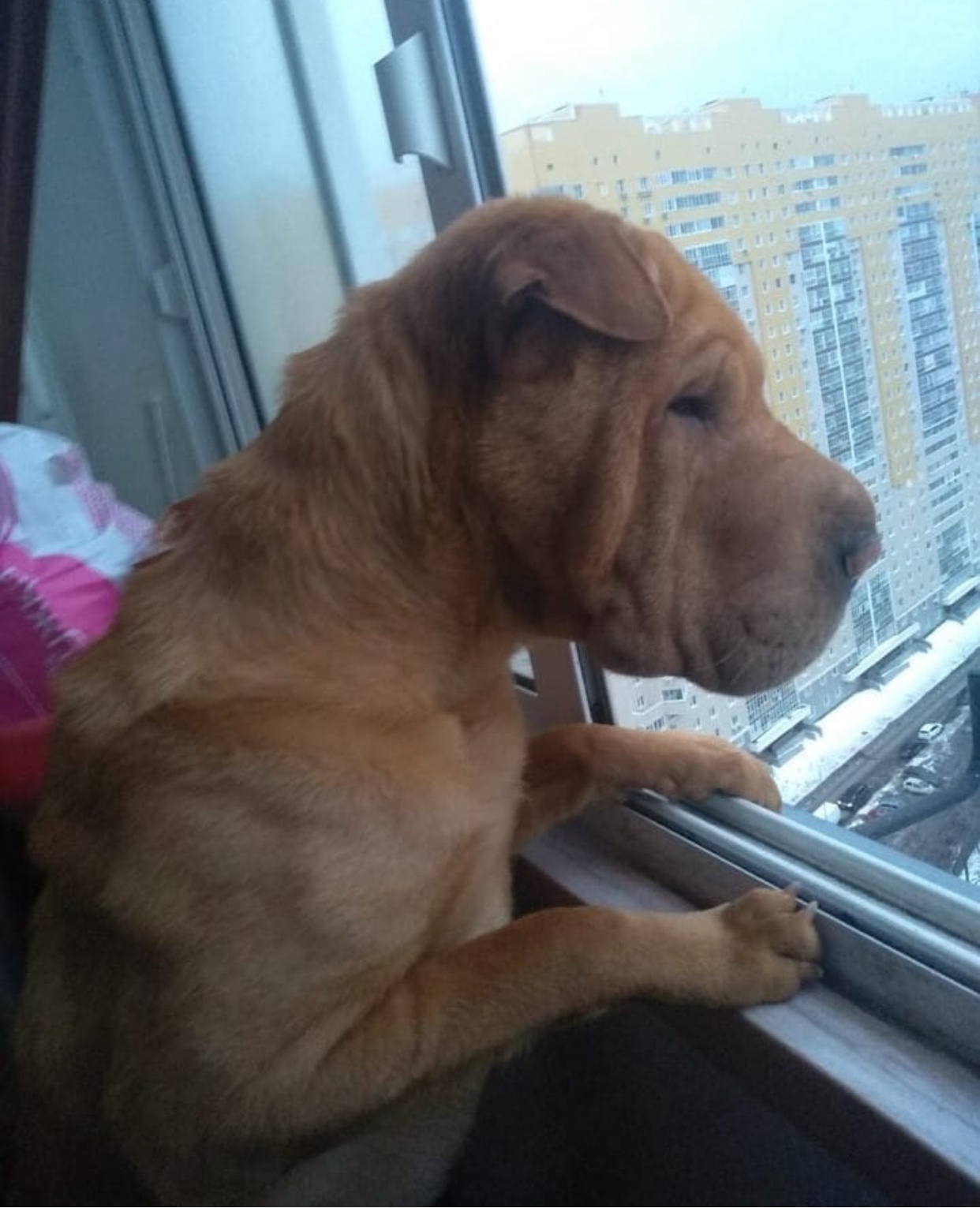 A Shar-Pei leaning towards the window while looking outside
