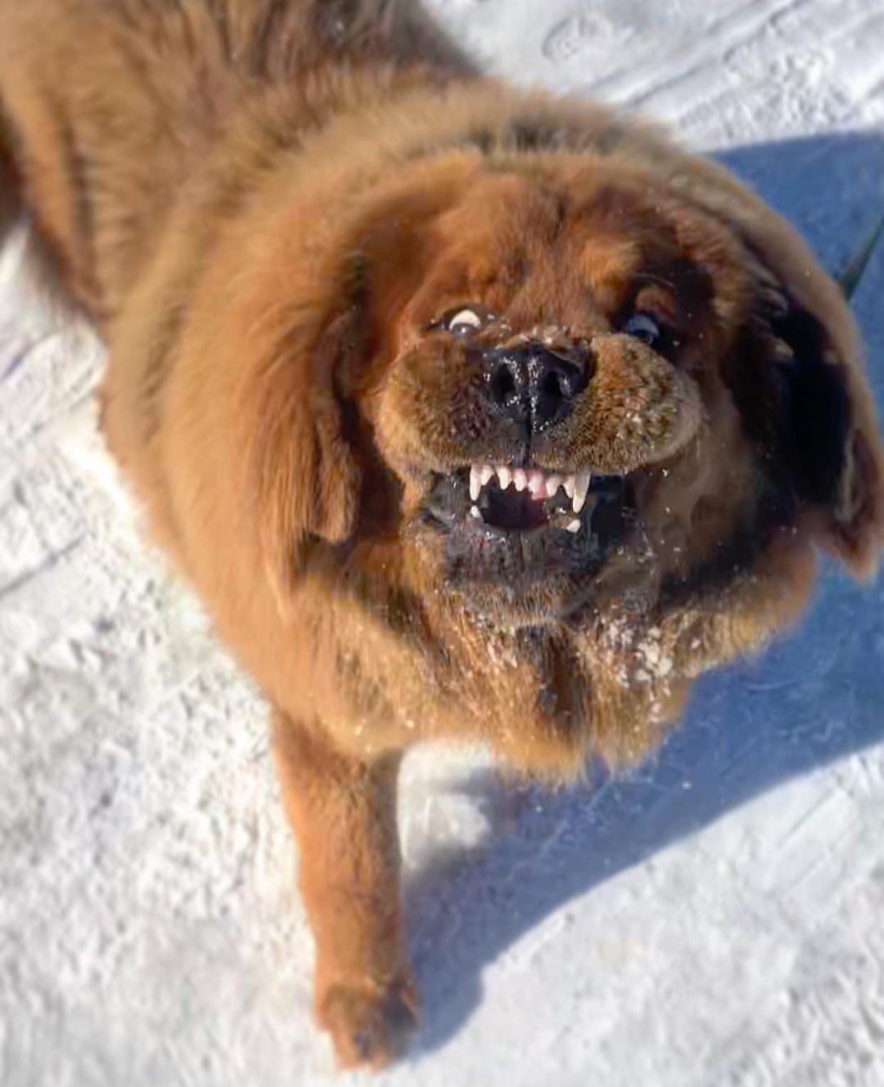 Tibetan Mastiff puppy playing in snow