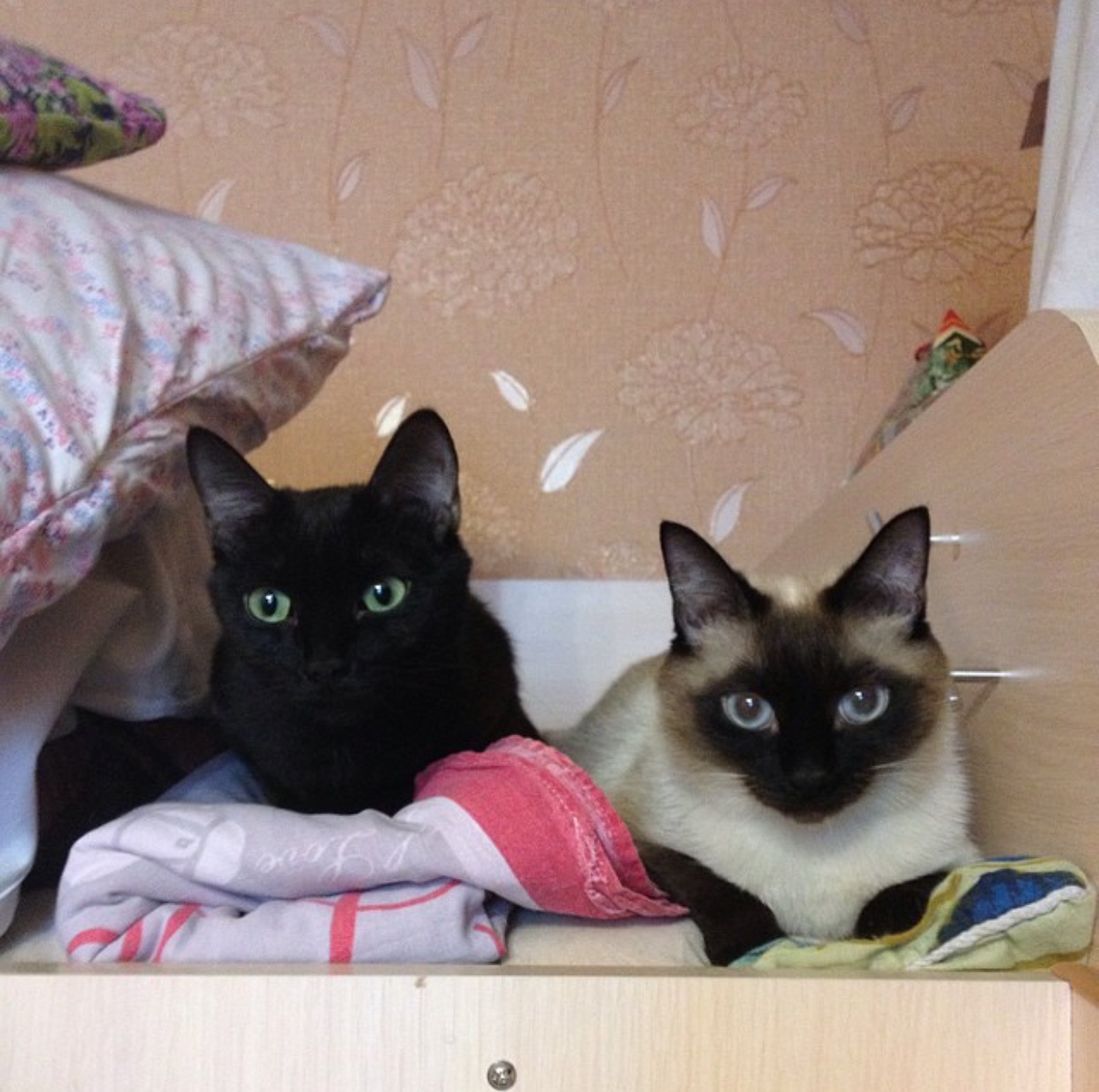 Siamese Cat lying on their bed