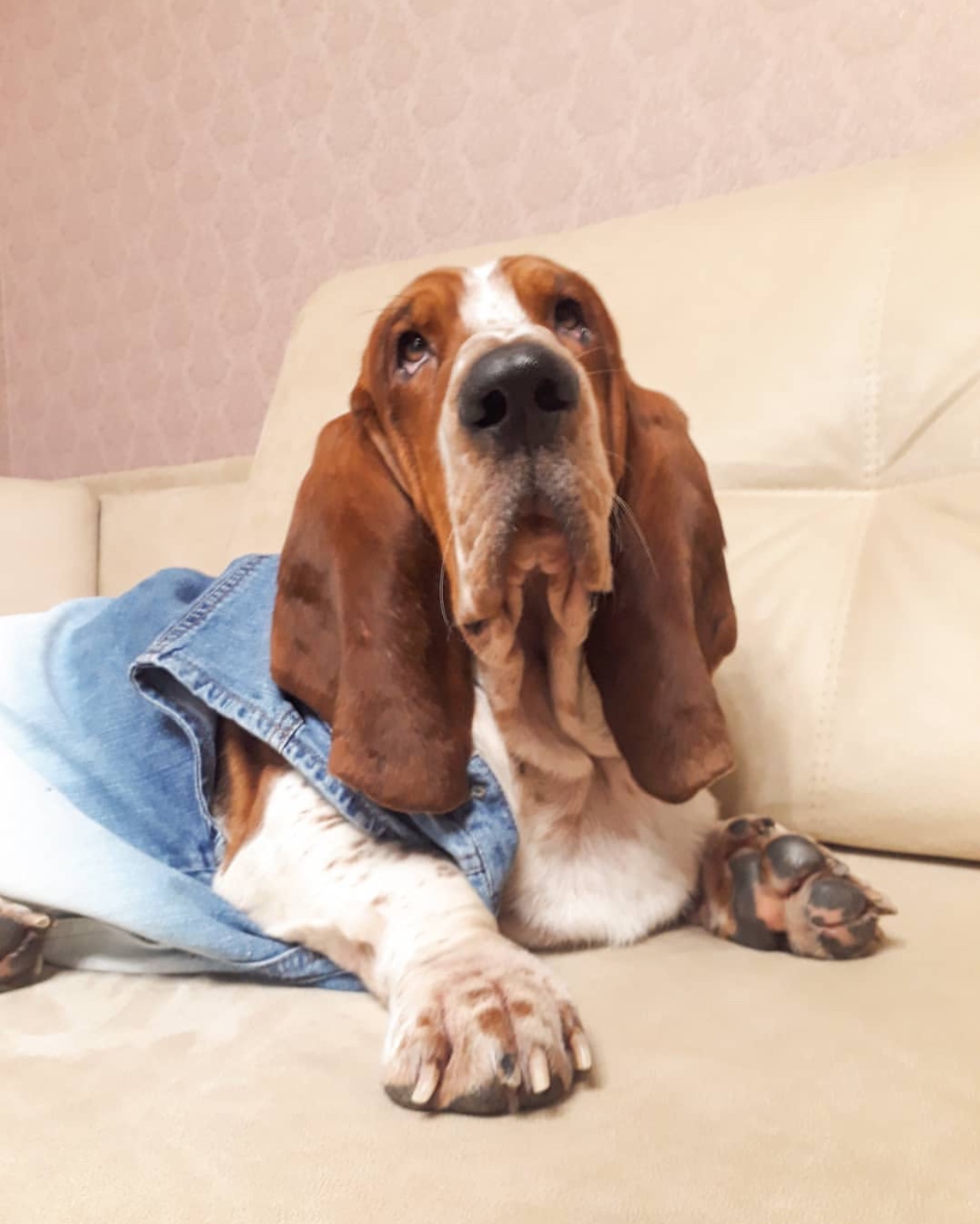 A Basset Hound wearing denim jacket while lying on top of the bed