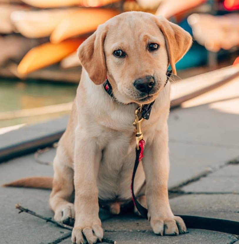A Labrador retriever puppy sitting on the pavement
