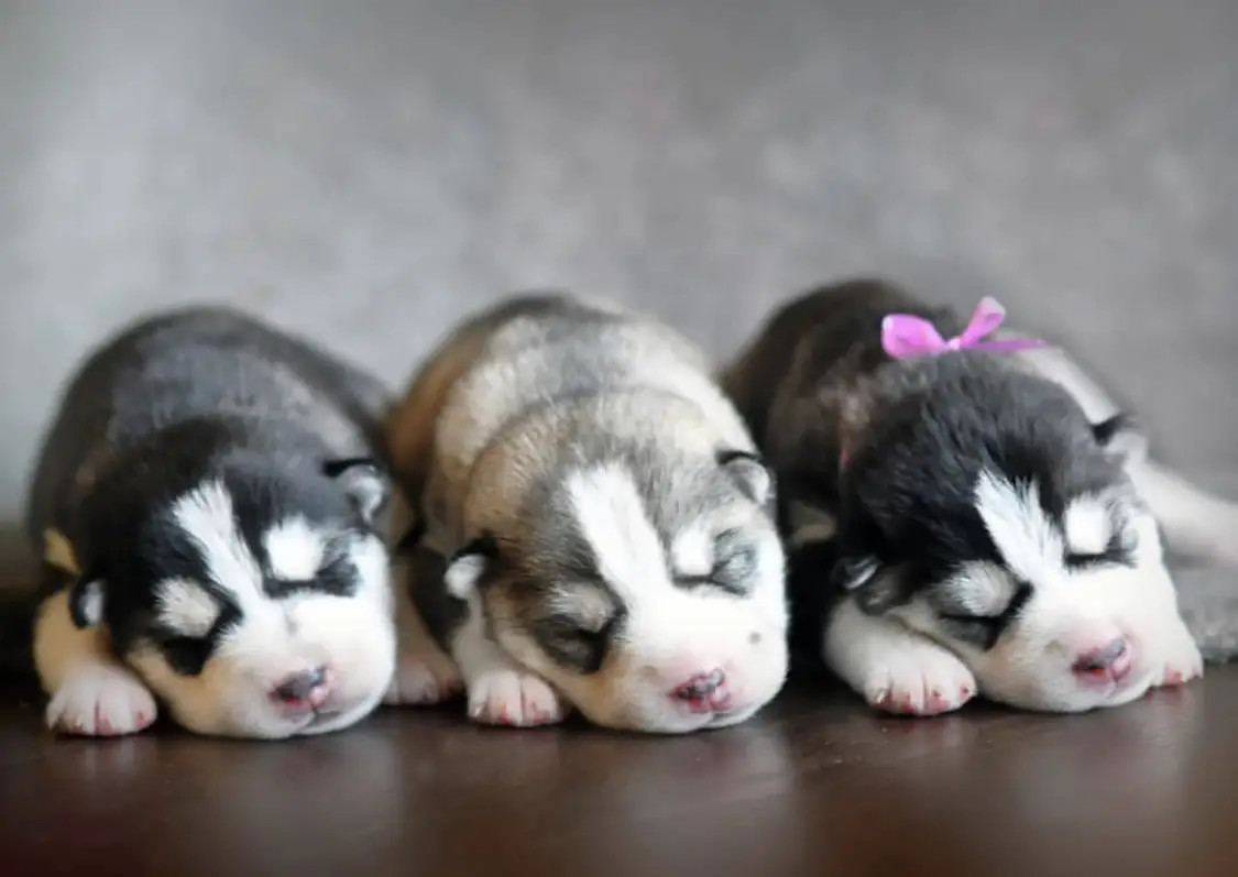 three Husky puppies sleeping on the table
