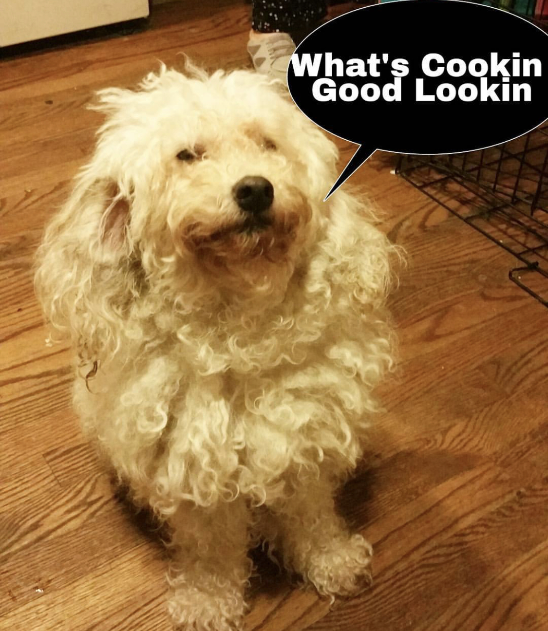 Poodle sitting on the floor with its begging face and a text-What's cookin good lookin