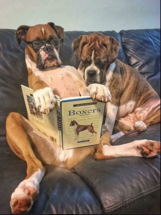 two Boxers sitting on the couch while reading a book
