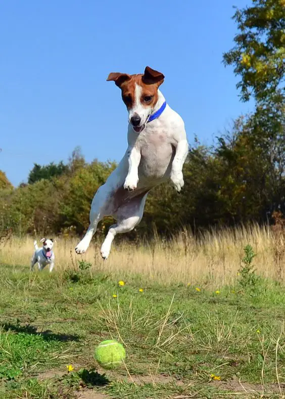 Jack Russell jumping towards the ball on the grass with a dog running behind him
