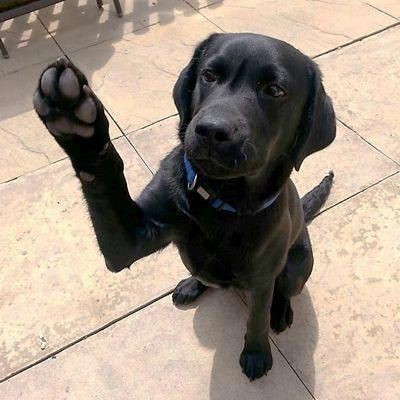 black Labrador Retriever sitting on the floor while giving a paw