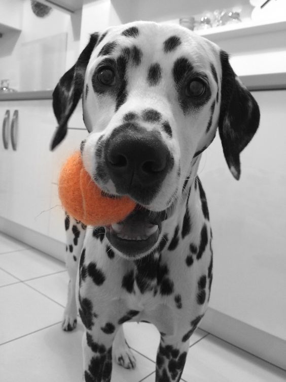 Dalmatian standing on the floor with a ball in its mouth