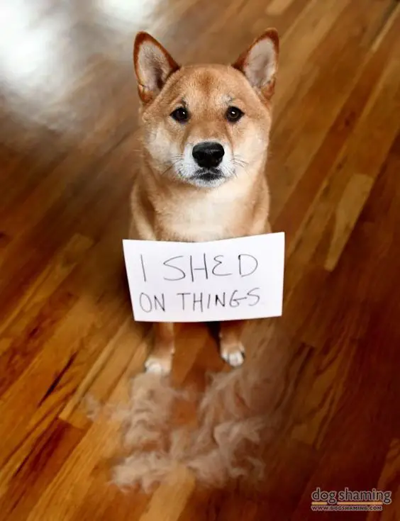 Shiba Inu siting on the floor with is shed fur while wearing a note 