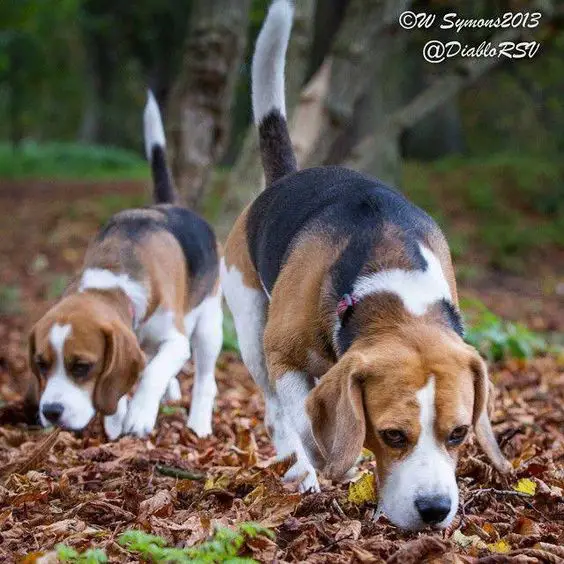 Beagle sniffing the autumn leaves on the ground