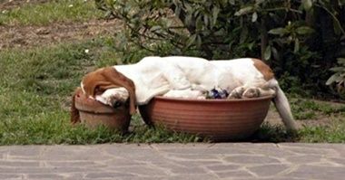 A Basset Hound sleeping in a large pot in the garden with its head resting on another pot