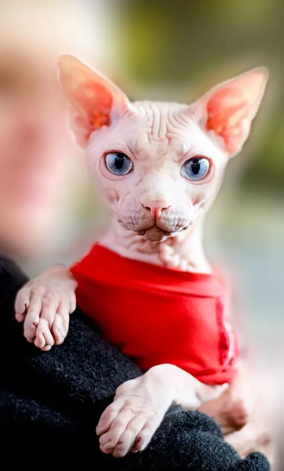 Sphynx Cat wearing red shirt in the arms of a person