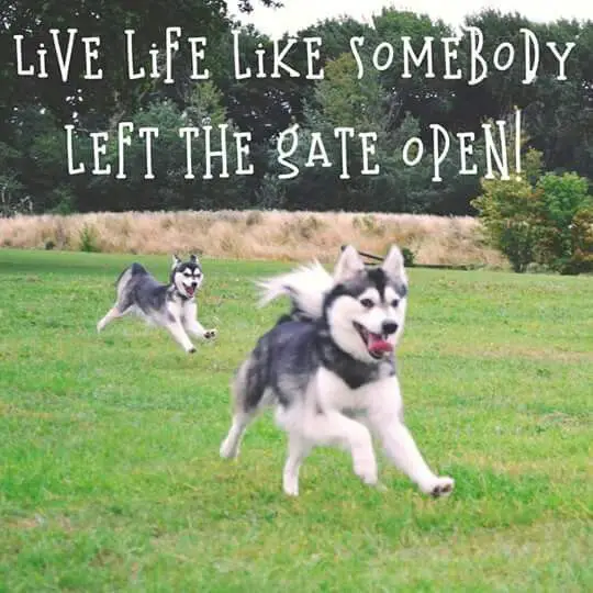 photo of two running huskies and with text - Live life like somebody left the gate open!