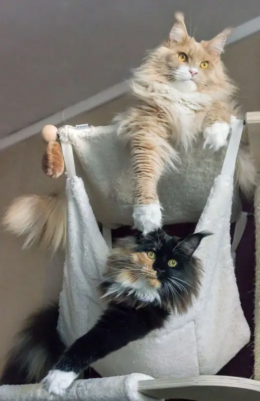 two Maine Coon cat 