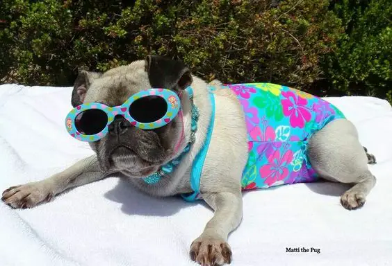 Pug lying on the towel wearing a cute floral swimsuit wearing sunglasses