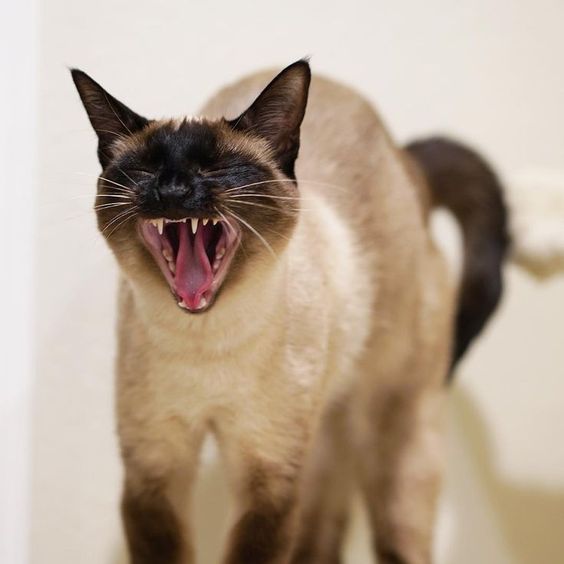 yawning Siamese Cat