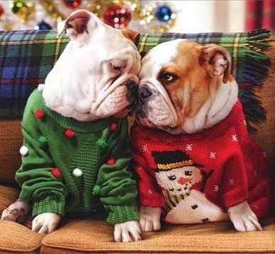  English Bulldogs with cute matching sweater for christmas