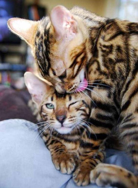 A Bengal Cat licking another Bengal Cat lying in front of him