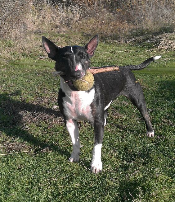 English Bull Terrier with a ball and stick in its mouth