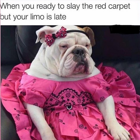 photo of a sleepy Bulldog wearing a pink dress and head band with pink ribbon while sitting on the couch and with text - When you ready to slay the red carpet but your limo is late