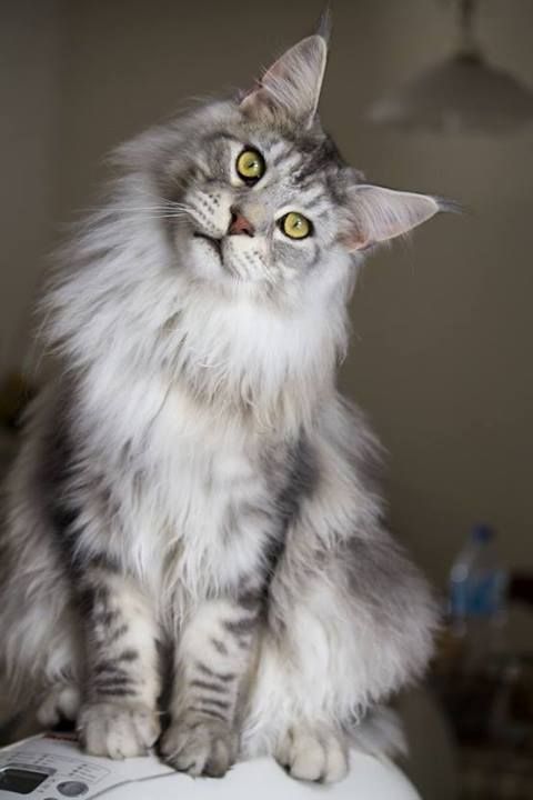 gray Maine Coon Cat sitting and staring