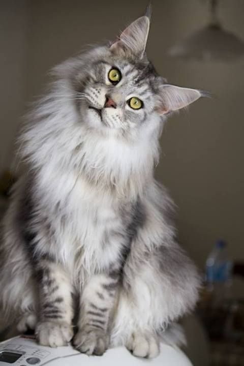 gray Maine Coon Cat sitting and staring