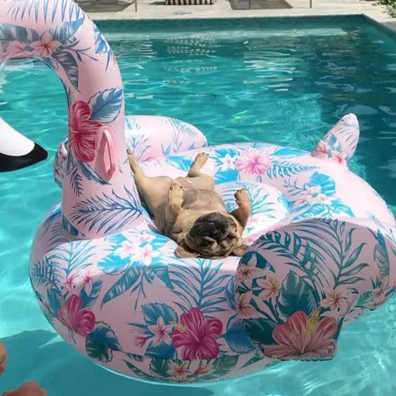 A French Bulldog lying on its back on top of the flamingo floatie in the pool