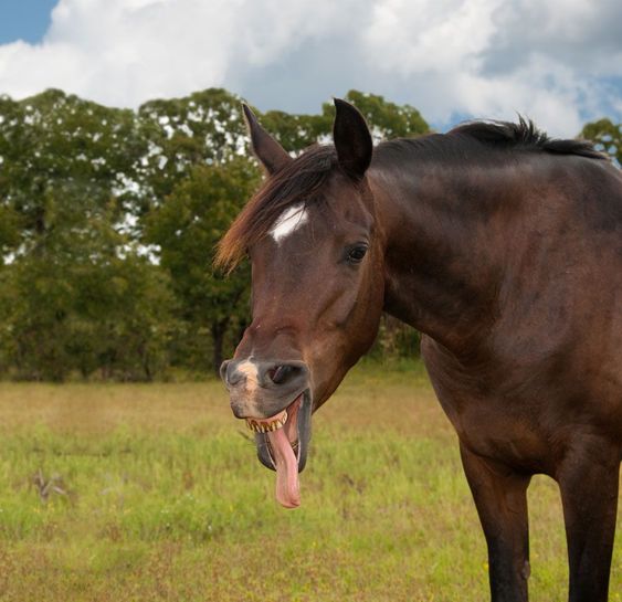 brown horse in the forest with its tongue sticking out