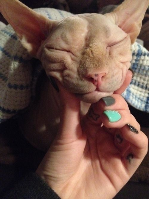 A woman touching the face of a sleeping Sphynx Cat
