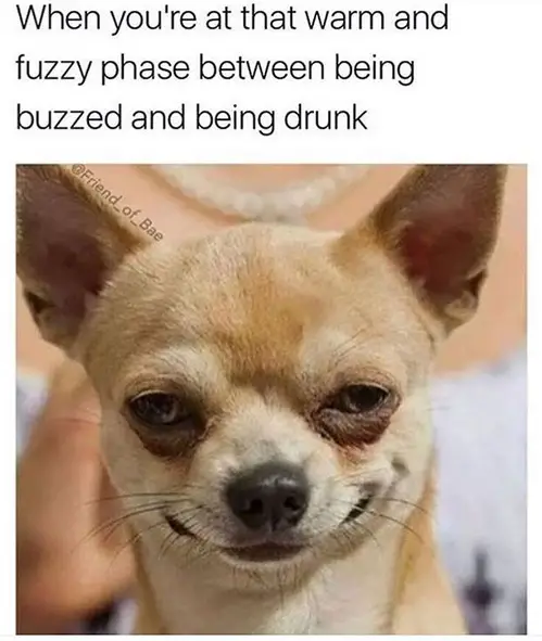 suspicious smirking Chihuahua photo with a caption 