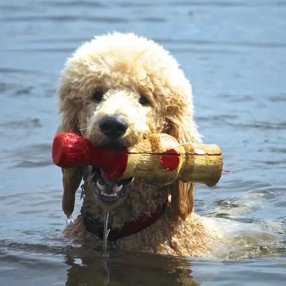 Poodle in the water with a toy in its mouth