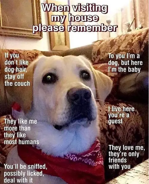 A Labrador wearing a red scarf while sitting on the floor and with text - please remember, if you don't like dog hair, stay off the couch. They like me more than they like most humans. You'll be sniffed, possibly licked, deal with it. To you I'm a dog, but here I'm the baby. I live here you're a guest. They love me, they're only friends with you.