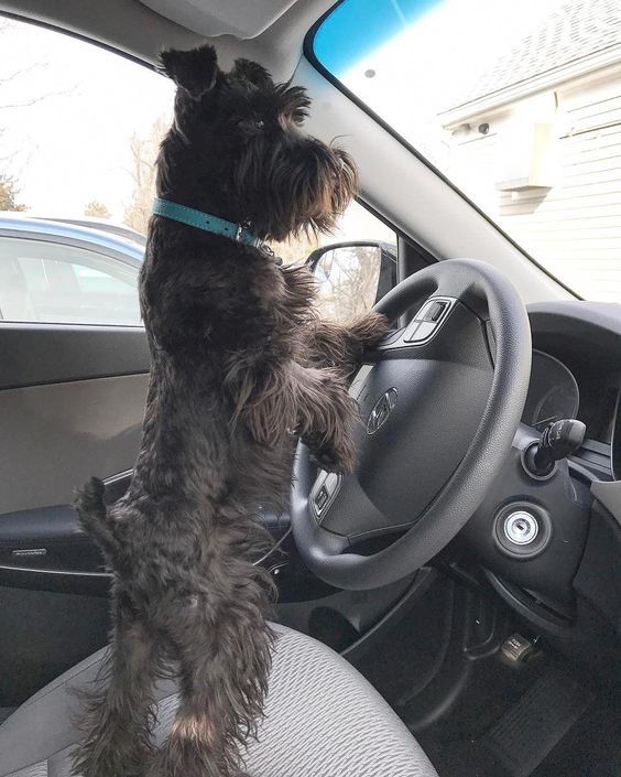 Schnauzer standing up in the driver's seat with its paws on the steering wheel inside the car