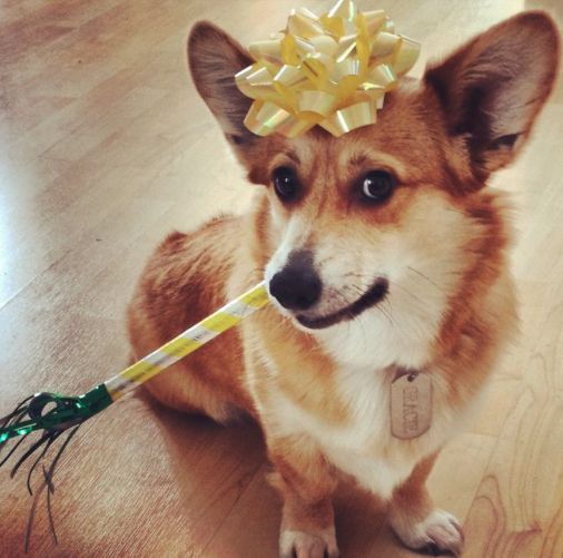 Corgi sitting on the floor with a rosette on its head and a stick in its mouth