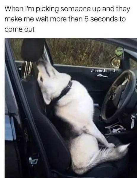 A Husky sitting in the drivers seat while leaning back and with caption - When I'm picking someone up and they make me wait more than 5 seconds to come out