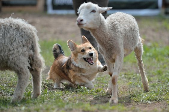 Corgi running towards the sheep in the yard